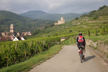 per Rad durch die Weinfelder von Kientzheim nach Kaysersberg