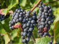 Weintrauben bei Kaysersberg