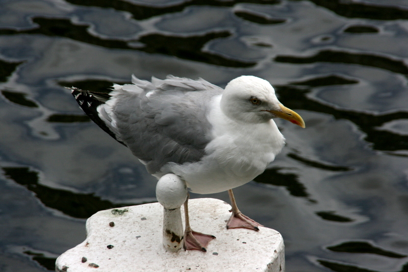Möwe bei den Alsterarkaden