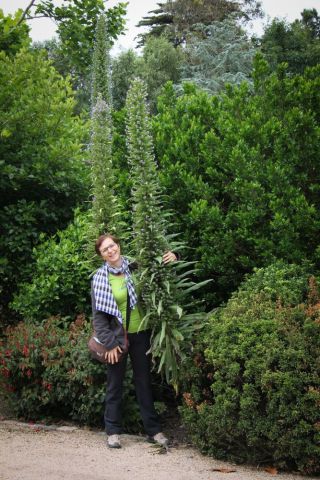 Rießiger Madeira Natternkopf