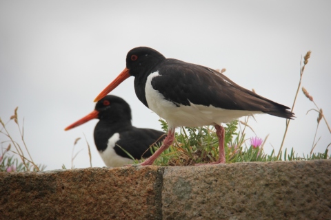 Austernfischer im Elizabeth Caste in St. Helier