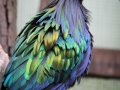 Kragentaube im Durrell Wildlife Conservation Turst