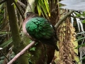 Glanztaube im Durrell Wildlife Conservation Turst