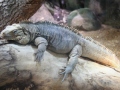 Leguan  im Durrell Wildlife Conservation Turst