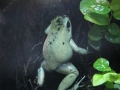 Schrecklicher Pfeilgiftfrosch im Durrell Wildlife Conservation Turst