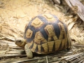 Madagassische Schnabelbrustschildkröte im Durrell Wildlife Conservation Turst