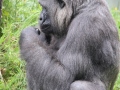 Gorilla im Durrell Wildlife Conservation Turst