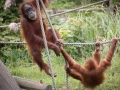Orang-Utans im Durrell Wildlife Conservation Turst