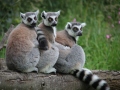 Kattas im Durrell Wildlife Conservation Turst
