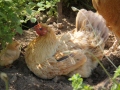 Hamptonne Country Life Museum 