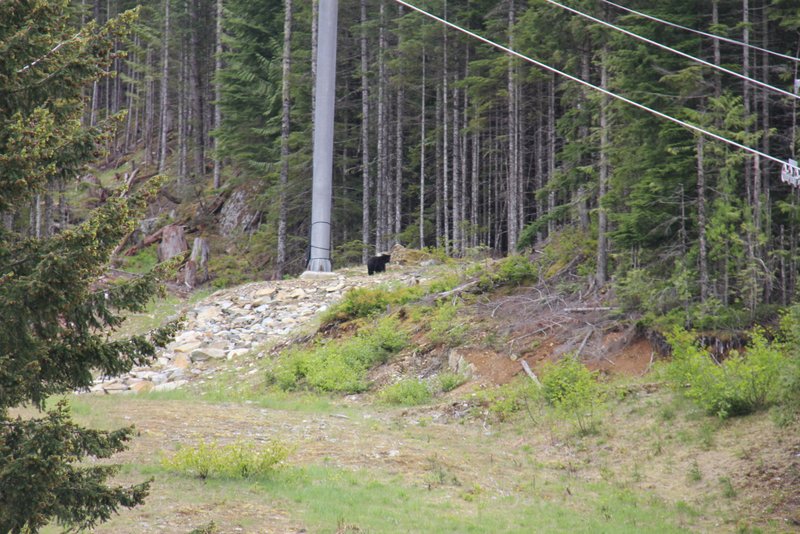Bär auf der Suche nach Schihaserln auf der Piste in Whistler
