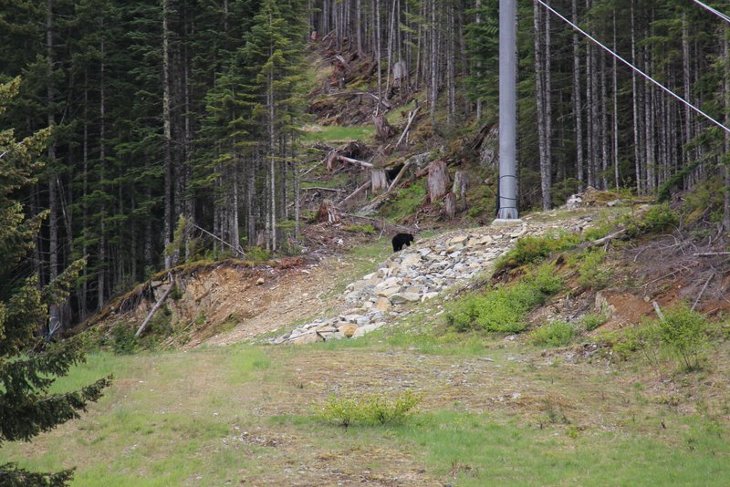 Bär auf der Suche nach Schihaserln auf der Piste in Whistler