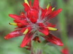 Schon wieder einen Indian Paintbrush