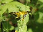 Schmetterling