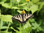 Schmetterling