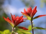 Und schon wieder eine Indian Paintbrush