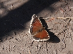 Hallo Schmetterling