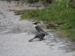 Gray Jay