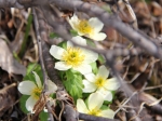 Anemone