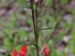 Indian Paintbrush in mehreren Farben