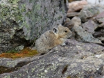 Pika - Alaska Pfeifhase