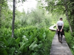 Skunk cabbage trail in Revelstoke NP