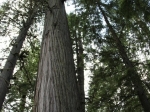 Giant cedar trail in Revelstoke NP