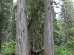 Giant cedar trail in Revelstoke NP
