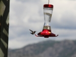 Humming Bird
