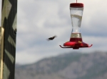 Humming Bird