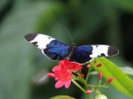 Black and White Helicon im Butterfly Gardens