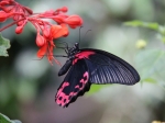 Scarlet Mormon im Butterfly Gardens