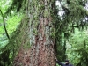 Giant Cedar Tree im MacMillan Provincial Park