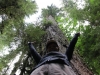 Giant Cedar Tree im MacMillan Provincial Park