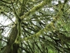 Kulisse der \"Herr der Ringe\" im MacMillan Provincial Park