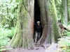 Giant Cedar Tree im MacMillan Provincial Park