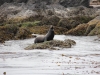 Whale-Watching in Ucluelet