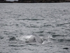 Whale-Watching in Ucluelet