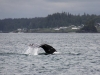 Whale-Watching in Ucluelet