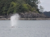 Whale-Watching in Ucluelet