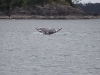 Whale-Watching in Ucluelet