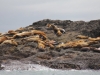 Whale-Watching in Ucluelet