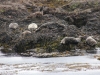 Whale-Watching in Ucluelet