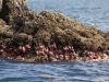 Whale-Watching in Ucluelet - Seesterne