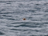 Whale-Watching in Ucluelet - Seeotter