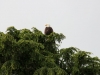 Whale-Watching in Ucluelet - Weisskopf-Seeadler