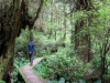 Giant Cedar Tree im Pacific Rim National Park