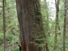 Giant Cedar Tree im Pacific Rim National Park (schon wieder ein Suchbild)