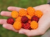 Statt Bären gibt es nur mehr (Salmon-) Beeren