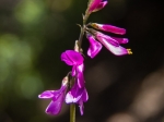Unbekannte Blume - wer kann uns sagen, welche das ist?